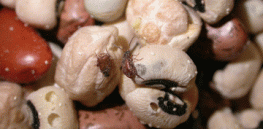 With August decision date to approve GMO insect-resistant cowpea in sight, Ghanaian scientist stresses role in reducing chemical usage and ensuring food security