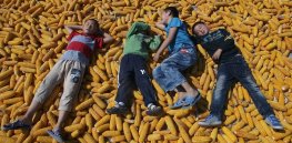 ‘Increases harvests by 10%’: Amid rising food uncertainty, China increases its commitment to higher-yield biotech crops