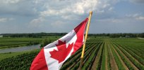 Consumer paradox: As media turn less negative on genetically modified crops, Canadian consumers remain ambivalent about innovative food products