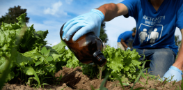 With fertilizer shortage threatening to cripple agriculture, farmers in Niger turn to nutrient-rich human urine