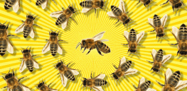 Viewpoint: Environmental advocacy groups continue to push misinformation about non-existent honeybee crisis, distorting public policy