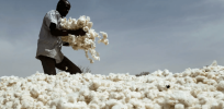 As Ukrainian conflict continues to disrupt global food imports, Kenya gives okay for farmers to import GMO cotton seed, a first for the country