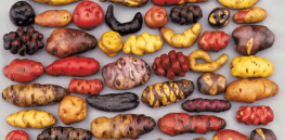 How gene editing could transform the humble potato into a sustainability powerhouse