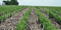 What is the future of no-till farming?