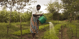 Viewpoint: ‘Win-win for food security’ — Why Uganda needs both biotechnology and agroecology to feed itself as climate change roils farming
