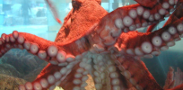 Human and octopus brains share key similarities