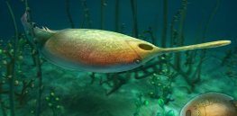 Our middle ear may have evolved from fish gills