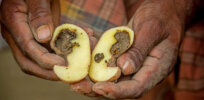 ‘Quite advanced’: Scientists are close to perfecting biotech African potato variety that is free of killer late blight disease 