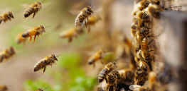 Video: Honeybee apocalypse? Yet another scientist challenges claims that bees used mostly in agriculture are under threat. Wild bees? That’s another story