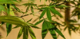18,000 years of cannabis: A genetic history of marijuana
