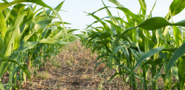 CRISPR crops: Can carbon-sucking gene edited crops help address climate change? Jennifer Doudna thinks so