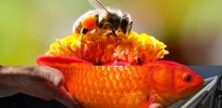 Viewpoint: Endangering the Endangered Species Act — Bees are not fish … unless you are a California court