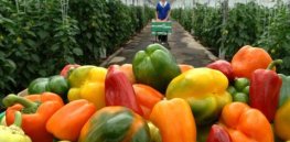 Viewpoint: France’s Le Monde leads media frenzy hyping flawed study claiming trace pesticide residues wipe out benefits of eating fruits and vegetables