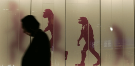 ‘Absurdly crude and misleading’: Why some scientists believe evolution theory could be due for an update
