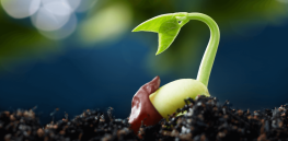 Viewpoint: 'Double advantage' — Why organic farmers should be allowed to grow GMO seeds to pursue sustainability objectives