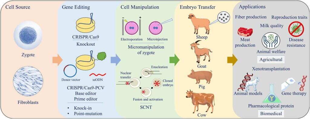 Viewpoint: Why genetic engineering of livestock is compatible with