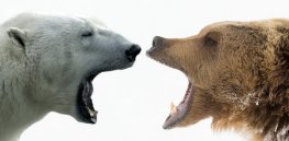 What is a species? New DNA analytic tools upend outdated neat categories