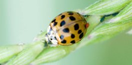 New research confirms that GM corn is safe for beneficial insects