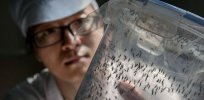 Is Singapore’s mosquito-borne dengue emergency a harbinger of climate change disruptions ahead?