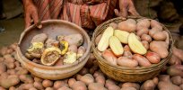Partnership on track to give Bangladeshi and Indonesian farmers disease-resistant GMO potatoes