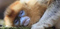 Humans sleep away ⅓ of their lives, but it’s a lot less than other primates. Here’s why