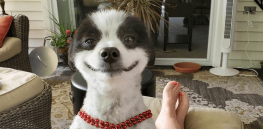 How genetics made dogs man’s best friend