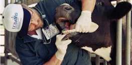 Viewpoint: Why genetic engineering of livestock is compatible with sustainable and humane treatment of animals