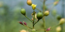 Crop gene editing deregulatory breakthrough: Just weeks after regulations for scientific field trials eased, genetically-edited Camelina sativa — a member of the brassica family — planted in Britain