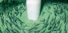 Road to sustainable GMO salmon production: AquaBounty’s endless slog through broken US regulatory system