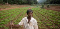Viewpoint: Sri Lankan organic farming disaster foreshadows what could unfold if Europe moves ahead with Green Deal Farm to Fork plan