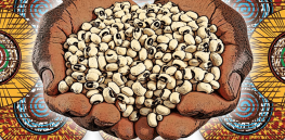 Viewpoint: Cost of misinformation — Nigeria spends over 40 million dollars a year importing cowpea. A GMO insect resistant version could save money and lives