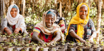 Viewpoint: GMO technology is ‘no threat’ to indigenous Ethiopian crops. Here’s why
