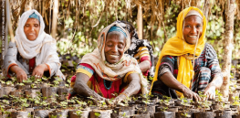 Viewpoint: GMO technology is ‘no threat’ to indigenous Ethiopian crops. Here’s why