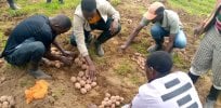 Genetically-engineered disease-resistant potato eagerly awaited by farmers in Rwanda