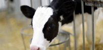 Why meat and milk from gene-edited hornless cows are safe to eat