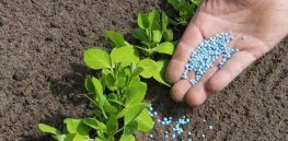 Viewpoint: ‘Farmers don’t need nitrogen fertilizers at all’? — Why easy solutions to cut down on chemical fertilizers don't work