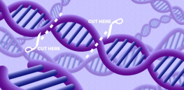 CRISPR runs through it: From targeting diseases to transforming farming, gene editing has ushered in a science revolution