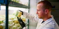 Gene-edited foods are advancing fast—but commercialization and consumer acceptance lag