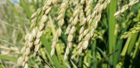 Climate change-fighting rice? Plants trap carbon dioxide as they grow — and CRISPR gene editing can optimize this process