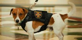 ‘Smell cyborgs’ are replacing dogs that sniff out cancer or explosives