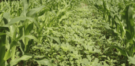 Weeds have long been the bane of farmers. Will the future be different?