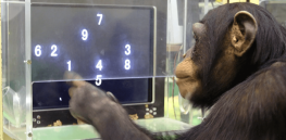 What we know about how animals think, see and feel