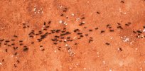 Ant colonies function like giant human brains