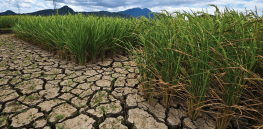Viewpoint: ‘Optimizing nature’ — How gene editing can help grow crops in unstable climates using less water