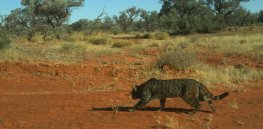 Australia mulls use of ‘controversial’ gene drives to rid country of feral cats