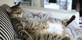 ‘They are perfect’: Why cats have remained virtually unchanged through centuries of domestication