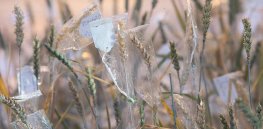 Viewpoint: ‘Microbes and plants can be altered to increase to carbon capture’ — Biophysicist lays out pathway for net-zero emissions