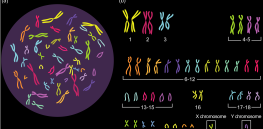 ‘70% of human eggs have the wrong number of chromosomes’: Here’s why so many people struggle with fertility