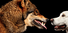 We finally know how modern dogs arose from ancient wolf populations