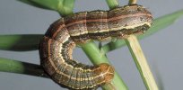 ‘Using insect biology against themselves’: New type of pesticide uses caterpillar pheromones to stop pests from mating